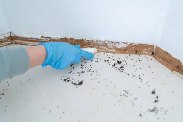 Best Residential Pest Control  in Colville, WA